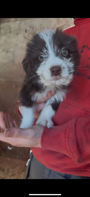6 Border collie X jack russle pups for sale