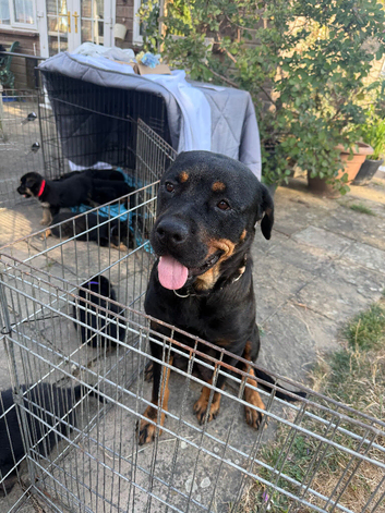 Beautiful Rottweiler cross German shepherd puppies