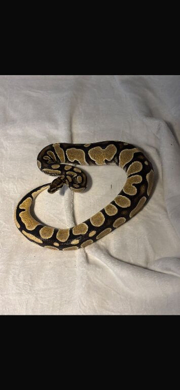 Royal pythons for rehoming