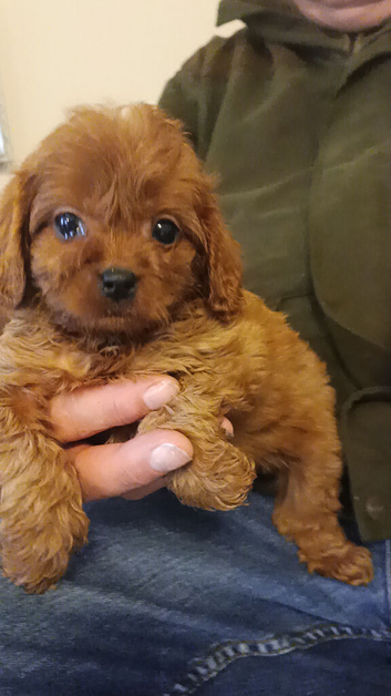 Cavapoo Puppies Red ️️ last boy!!.