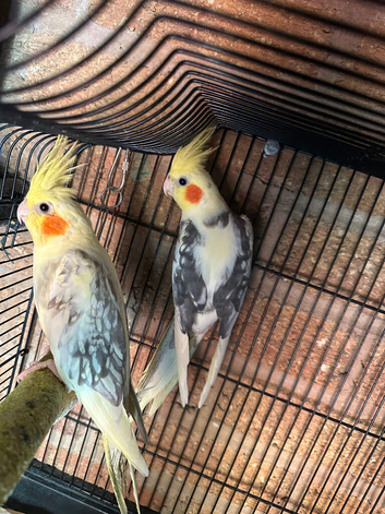 A pair cockatiels for sale