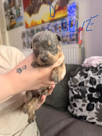 Rottweiler puppies ready to go 15/09/2026