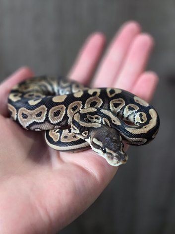 Lovely baby ball python for sale!!!