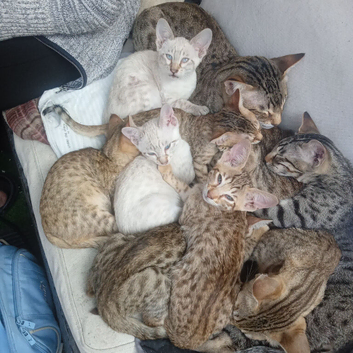 Savannah Kittens for Sale TICA Registered