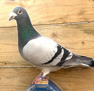Quality racing pigeons for sale in Cumbernauld