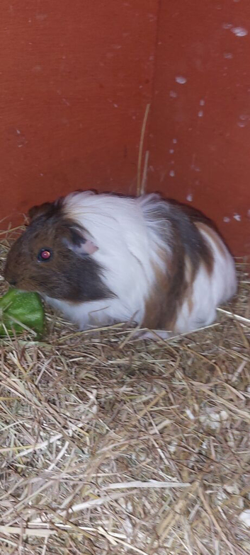 9 week old baby guinea pig