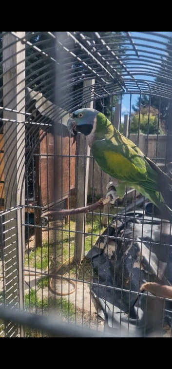 Derbyan Parrot / Lord Derby Parrot