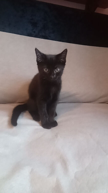 1 kitten