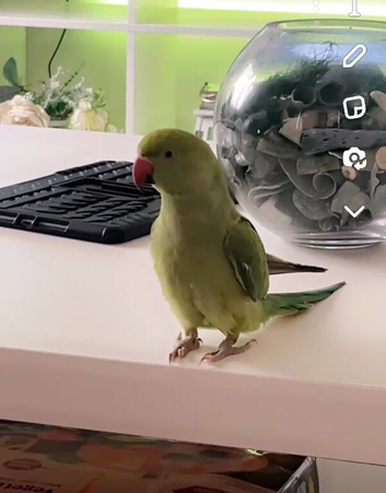 Indian ring neck age 3 years old