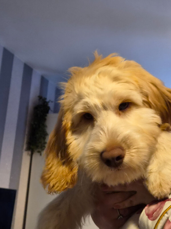 4 and half month cockapoo