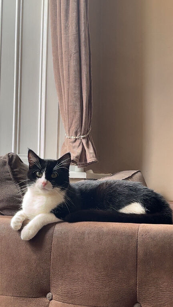 Kitten for sale