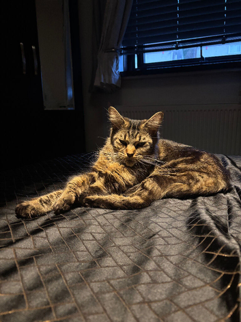 Main coon