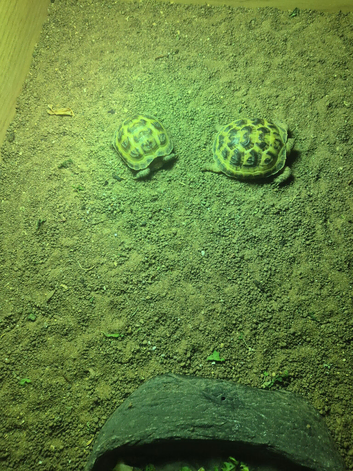 2 baby Tortoises including all accessories