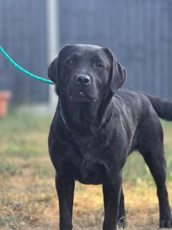 2 Year Old Female Labrador