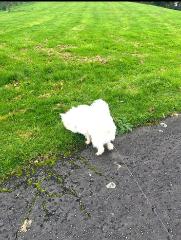 Stud dog in Omagh ring me for more details