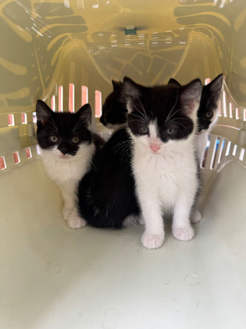 Three kittens, 8 weeks old, ready to go to their new homes.