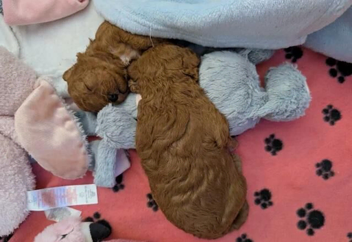 Beautiful F1 Red Cavapoo Puppies