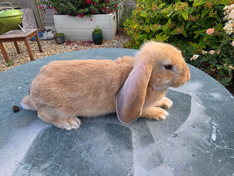 French Lop x Continental Giant Rabbits male orange black