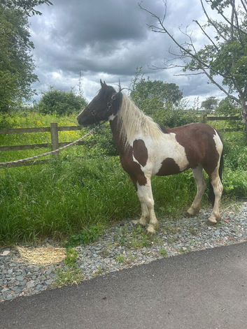 Outstanding filly to make 14&rsquo;plus