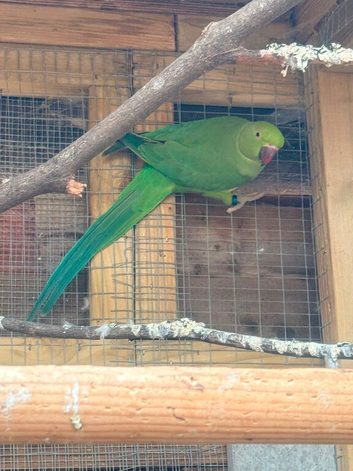 Green Indian ring neck hen