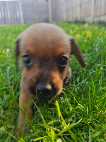 Adorable puppies