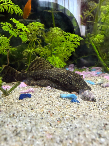 Plecos free to collect!