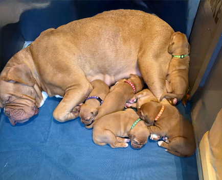 Dogue De Bordeaux in Torbay
