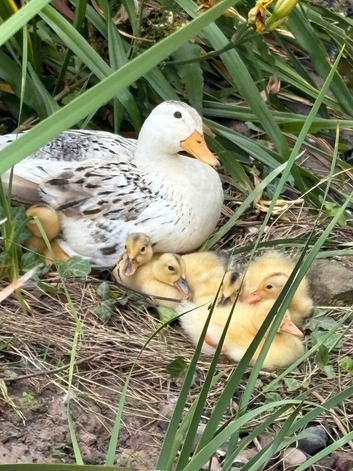 Silver Appleyard ducklings for sale
