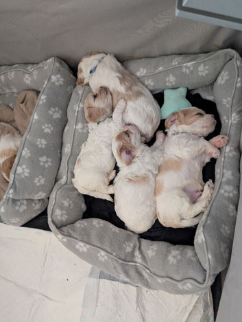 Cavachon puppies