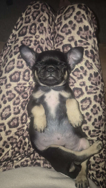 1 gorgeous Black and Tan Pug Puppy