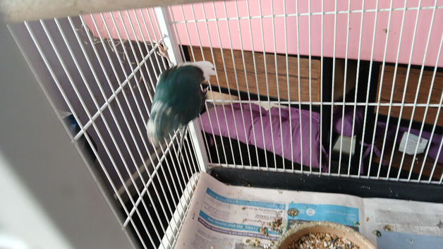 1 pair of kakarikis