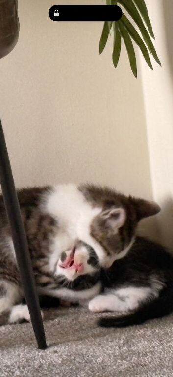 4 kittens for Rehome