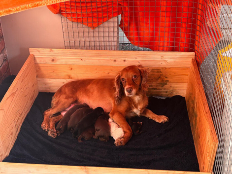 4 beautiful boys left