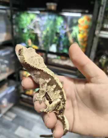 FULL CRESTED GECKO SETUP + 3 TOP QUALITY GECKOS