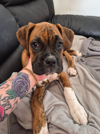 Boxer puppy 6 months old