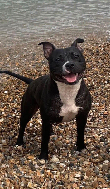 Bella Staffy