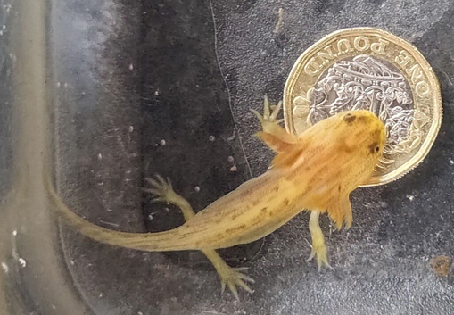 Axolotls, various colours, quantity discount available