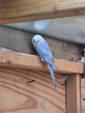 Budgies