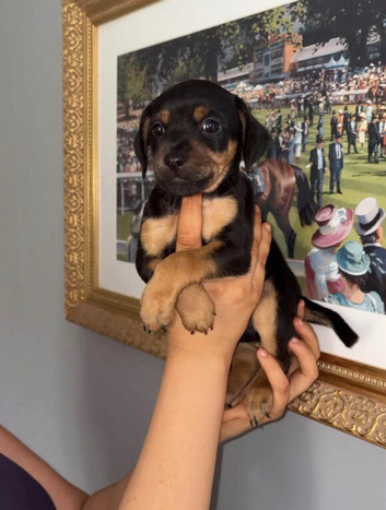 Pinscher/chihuahua  cross f1b cockerpoo