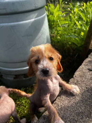 Chinese crested cross puppy for sale
