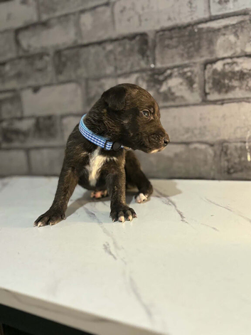 Beautiful lurcher pups