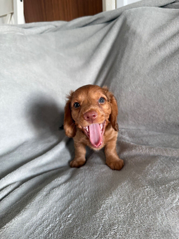 READY TO LEAVE !! miniature dachshunds
