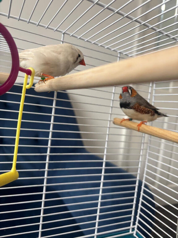 Breeding pair zebra finches