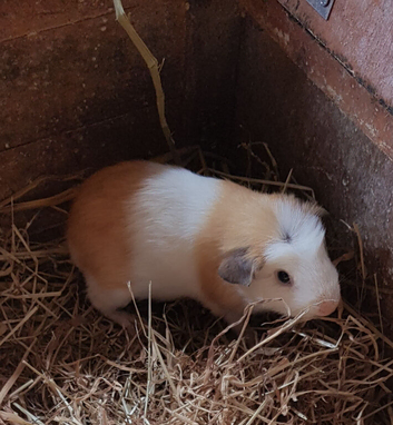 Baby guinea pig