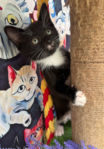 RAGDOLL MIX BOY READY NOW