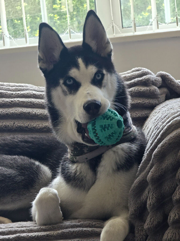 8 month puppy ( Donny)