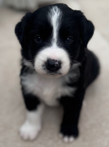 Bordernese Puppies ready this weekend