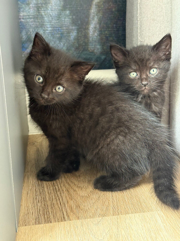 2 x boy kittens
