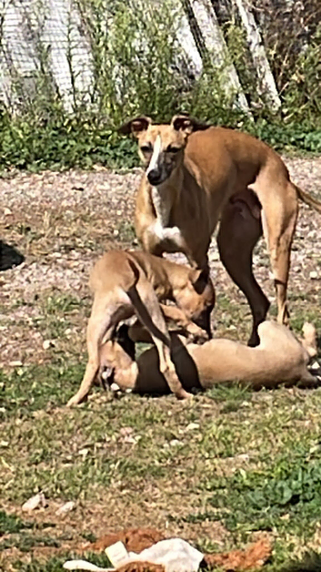 Whippet Puppies READY NOW