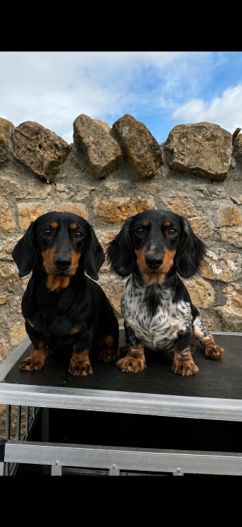 Dachshund